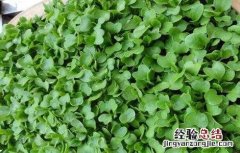 鸡毛菜的种植时间和方法图片 鸡毛菜的种植时间和方法