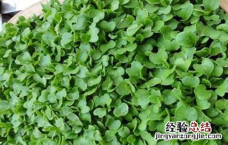 鸡毛菜的种植时间和方法图片 鸡毛菜的种植时间和方法