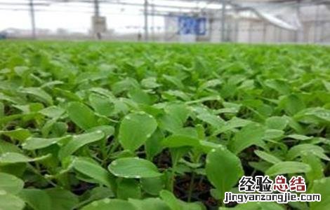 鸡毛菜的种植时间和方法图片 鸡毛菜的种植时间和方法