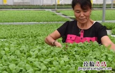 鸡毛菜的种植时间和方法图片 鸡毛菜的种植时间和方法