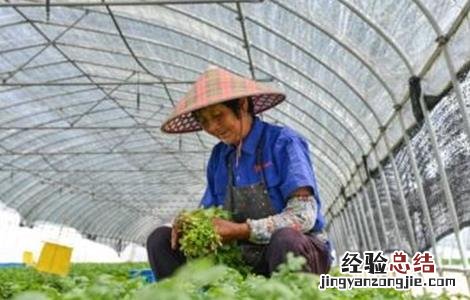 大棚香菜种植技术 大棚香菜种植技术要点