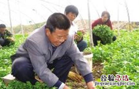 大棚香菜种植技术 大棚香菜种植技术要点