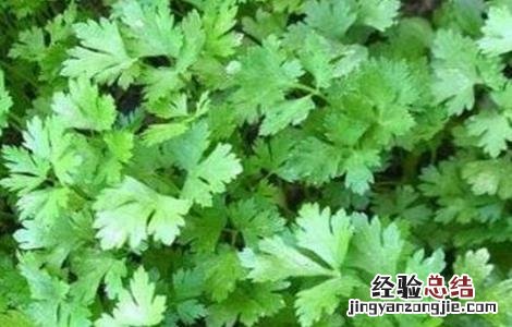 大棚香菜种植技术 大棚香菜种植技术要点