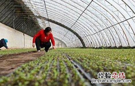 甘蓝的育苗技术视频 甘蓝的育苗技术