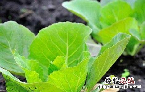 甘蓝的育苗技术视频 甘蓝的育苗技术