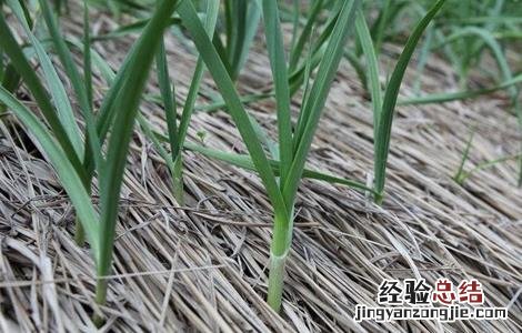 种植大蒜覆膜有什么用 种植大蒜覆膜有什么用