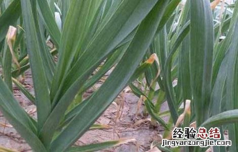 种植大蒜覆膜有什么用 种植大蒜覆膜有什么用