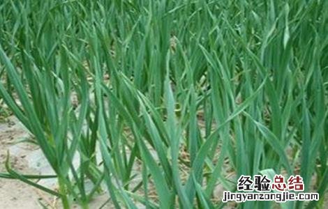 种植大蒜覆膜有什么用 种植大蒜覆膜有什么用