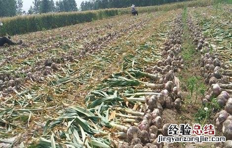 种植大蒜覆膜有什么用 种植大蒜覆膜有什么用