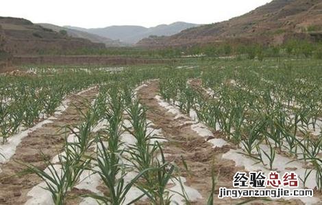 种植大蒜覆膜有什么用 种植大蒜覆膜有什么用