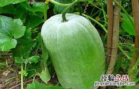 冬瓜裂瓜的原因及防治措施图片 冬瓜裂瓜的原因及防治措施