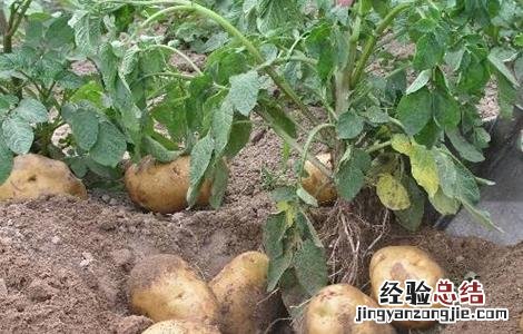土豆膨大期如何浇水 土豆膨大期时该如何管理