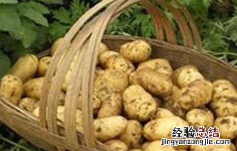 土豆膨大期如何浇水 土豆膨大期时该如何管理