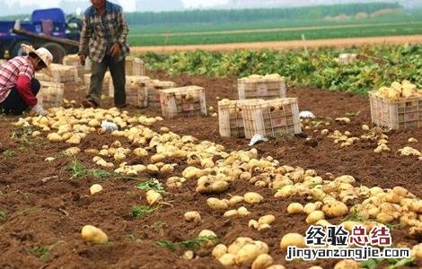 土豆膨大期如何浇水 土豆膨大期时该如何管理