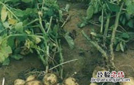 土豆膨大期如何浇水 土豆膨大期时该如何管理