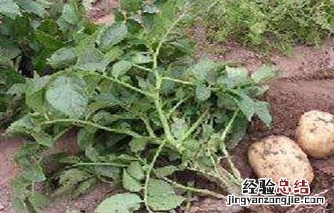 土豆膨大期如何浇水 土豆膨大期时该如何管理