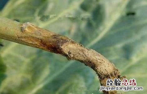 甘蓝种植病虫害的防治方法 甘蓝栽培与病虫害防治