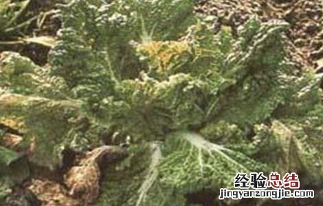 甘蓝种植病虫害的防治方法 甘蓝栽培与病虫害防治
