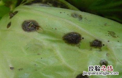 甘蓝种植病虫害的防治方法 甘蓝栽培与病虫害防治