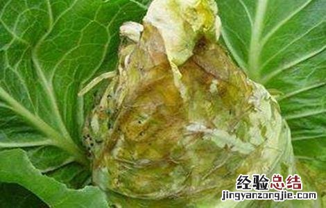 甘蓝种植病虫害的防治方法 甘蓝栽培与病虫害防治