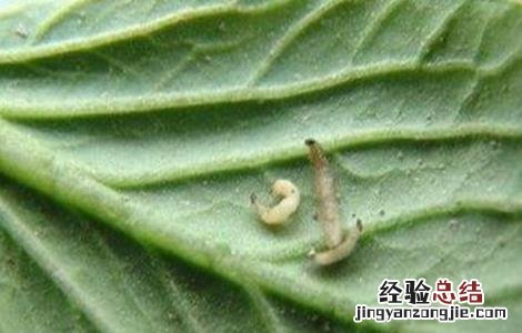 甘蓝种植病虫害的防治方法 甘蓝栽培与病虫害防治