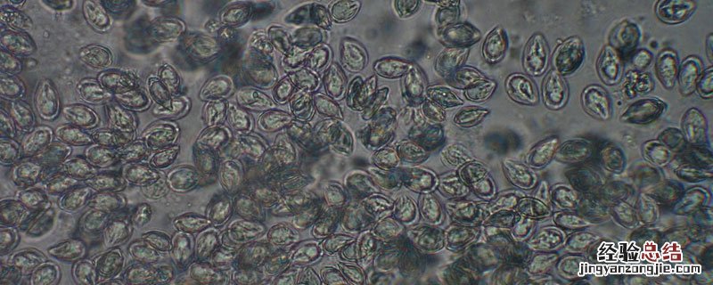 孢子虫用什麽藥杀死 对虾孢子虫用什麽藥杀死