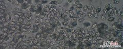 孢子虫用什么药杀死 对虾孢子虫用什么药杀死