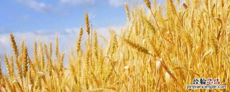 麦收牛洪苗 麦收牛洪苗后来怎么样了