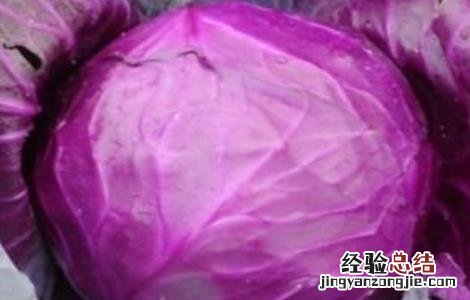 紫甘蓝怎么种 紫甘蓝怎么种好吃