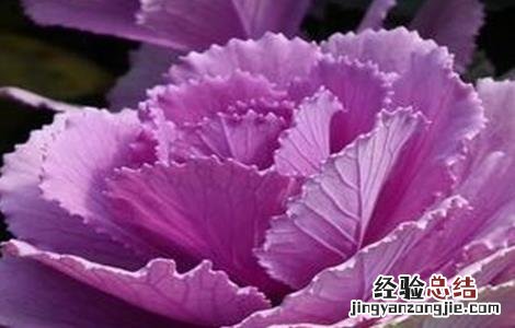 紫甘蓝怎么种 紫甘蓝怎么种好吃