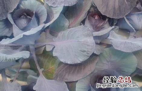 紫甘蓝怎么种 紫甘蓝怎么种好吃