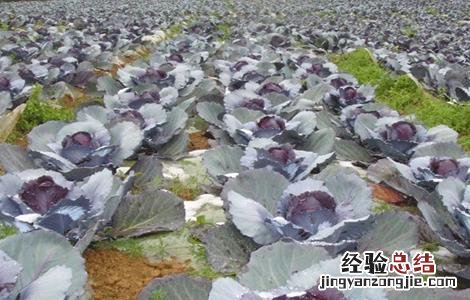 紫甘蓝怎么种 紫甘蓝怎么种好吃