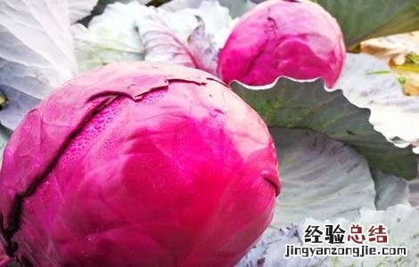 紫甘蓝怎么种 紫甘蓝怎么种好吃