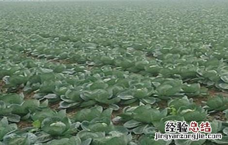 甘蓝的施肥技术与管理 甘蓝的施肥技术