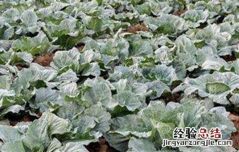 甘蓝的施肥技术与管理 甘蓝的施肥技术