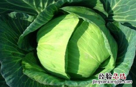 甘蓝的施肥技术与管理 甘蓝的施肥技术