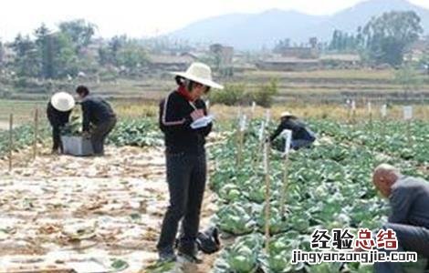 甘蓝的施肥技术与管理 甘蓝的施肥技术