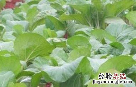 甘蓝的施肥技术与管理 甘蓝的施肥技术