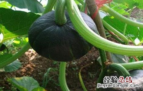 南瓜种植的注意事项 南瓜种植方法及注意事项