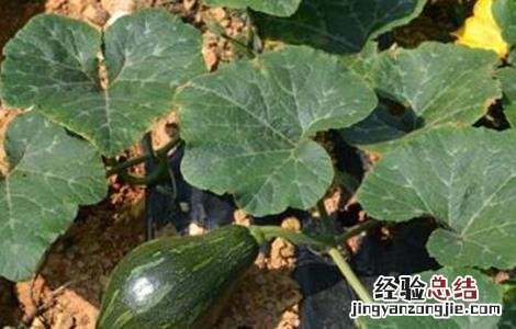 南瓜种植的注意事项 南瓜种植方法及注意事项