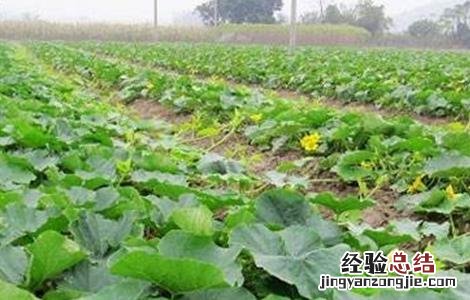 南瓜种植的注意事项 南瓜种植方法及注意事项