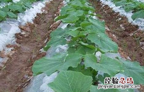 南瓜种植的注意事项 南瓜种植方法及注意事项