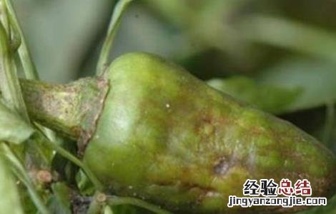 辣椒僵果什么原因 辣椒僵果的原因及防治方法
