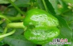 辣椒僵果什么原因 辣椒僵果的原因及防治方法