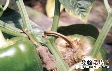 辣椒僵果什么原因 辣椒僵果的原因及防治方法