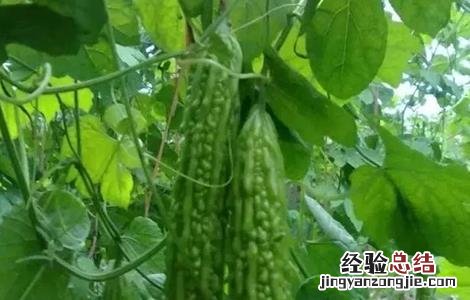 苦瓜怎么施肥好 苦瓜施什么肥好