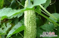 苦瓜怎么施肥好 苦瓜施什么肥好
