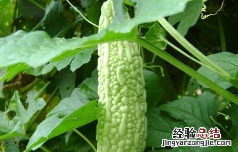 苦瓜怎么施肥好 苦瓜施什么肥好