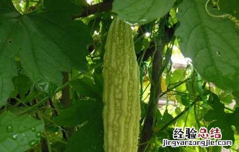 苦瓜怎么施肥好 苦瓜施什么肥好