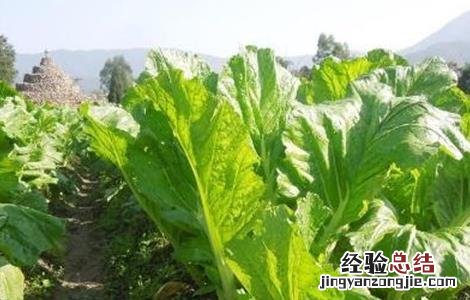 芥菜种植时间及种植技术要点 芥菜种植的注意事项
